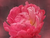 dubb.roze tulp
