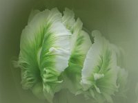 groen met witte tulp