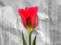 tulp-letters1