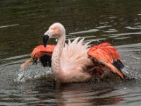 7200284 kl  Flamingo in Landgoed Blankendaaell